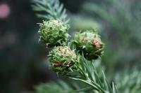Kryptomerie japonská - šištice (Cryptomeria japonica)