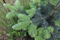 Jedle plstnatoplodá (Abies lasiocarpa)