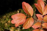 Pivoňka keřovitá (Paeonia suffruticosa)