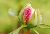 Pivoňka keřovitá (Paeonia suffruticosa)