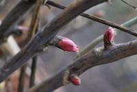 Pivoňka keřovitá (Paeonia suffruticosa)