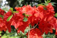 Pěnišník, azalka (Rhododendron)