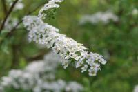 Tavolník popelavý 'Grefsheim' (Spiraea x cinerea)