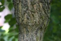 Jerlín japonský 'Pendula' (Sophora japonica)