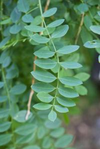 Jerlín japonský 'Pendula' (Sophora japonica)