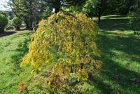 Jerlín japonský 'Pendula' - podzimní habitus (Sophora japonica)