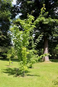 Javor pensylvánský (Acer pensylvanicum)