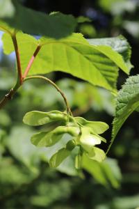 Javor pensylvánský - dvounažky (Acer pensylvanicum)