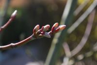 Javor pensylvánský - pupeny květů (Acer pensylvanicum)