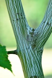Javor pensylvánský (Acer pensylvanicum)