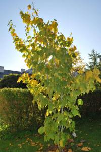 Javor pensylvánský - podzimni habitus (Acer pensylvanicum)