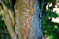 Sakura ozdobná 'Amanogawa' (Prunus serrulata)