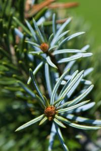Smrk omorika 'Pendula' (Picea omorika)