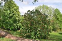 Jírovec červený 'Briotii' - kvetoucí habitus (Aesculus x carnea)