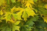 Javor mléč 'Dissectum' (Acer platanoides)