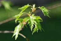 Bříza bělokorá 'Dalecarlica' (Betula pendula)