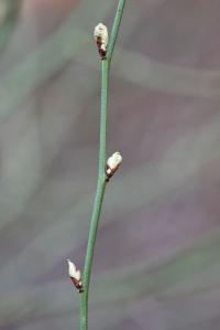Zákula japonská 'Variegata' (Kerria japonica)