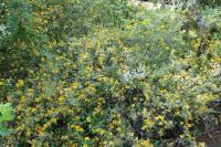 Zákula japonská 'Variegata' (Kerria japonica)