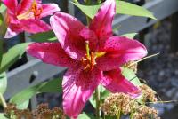 Lilie 'Sensi' - OT hybridy