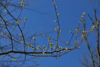 Lindera vonná (Lindera benzoin)
