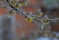 Lindera vonná (Lindera benzoin)