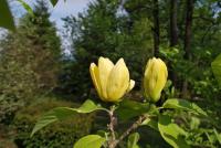 Šácholan olysalý 'Yellow River' (Magnolia denudata)