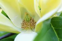 Šácholan olysalý 'Yellow River' - detail květu (Magnolia denudata)