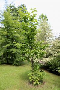 Šácholan olysalý 'Yellow River' (Magnolia denudata)