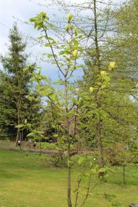 Šácholan olysalý 'Yellow River' - jarní habitus (Magnolia denudata)