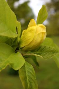 Šácholan olysalý 'Yellow River' (Magnolia denudata)