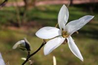 Šácholan 'Wada's Memory' (Magnolia x kewensis)