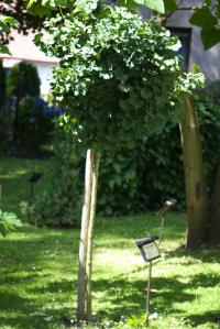 Jinan dvoulaločný 'Mariken' (Ginkgo biloba)