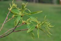 Kaštanovník jedlý 'Asplenifolia' - jarní výhonky (Castanea sativa)