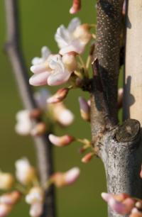 Zmarlika kanadská 'Pauline Lily' (Cercis canadensis)