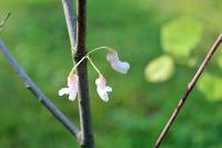 Zmarlika kanadská 'Pauline Lily' (Cercis canadensis)