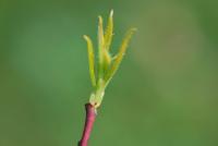 Bez černý 'Pulverulenta' (Sambucus nigra)