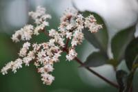Bez černý 'Gerda' (Sambucus nigra)