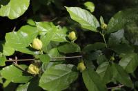 Calycanthus x 'Venus' (Sazank ken)