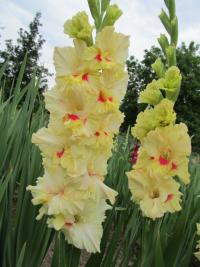 Mečík 'Paní Milena' (Gladiolus)
