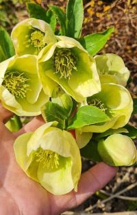 Čemeřice (Helleborus)