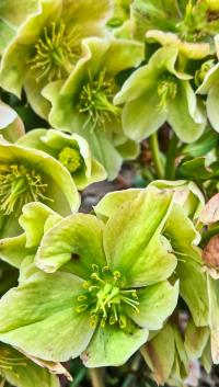 Čemeřice (Helleborus)
