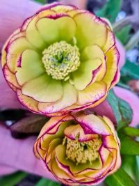 Čemeřice (Helleborus)