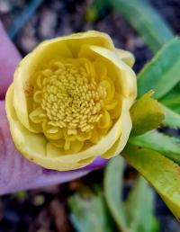 Čemeřice (Helleborus)