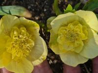 Čemeřice (Helleborus)