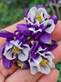 Orlíček (Aquilegia)