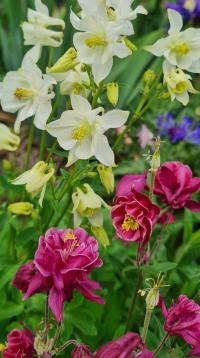 Orlíček (Aquilegia)