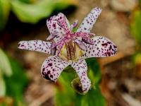 Trojhrotka srstnatá (Tricyrtis hirta)