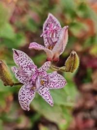Trojhrotka srstnatá (Tricyrtis hirta)