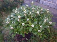 Skimie japonská (Skimmia japonica)