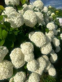 Hortenzie stromkovitá 'Annabelle' (Hydrangea arborescens)